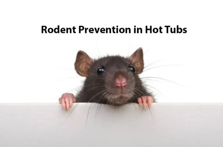 Rodent prevention in hot tubs image with a rodent peaking over an edge.