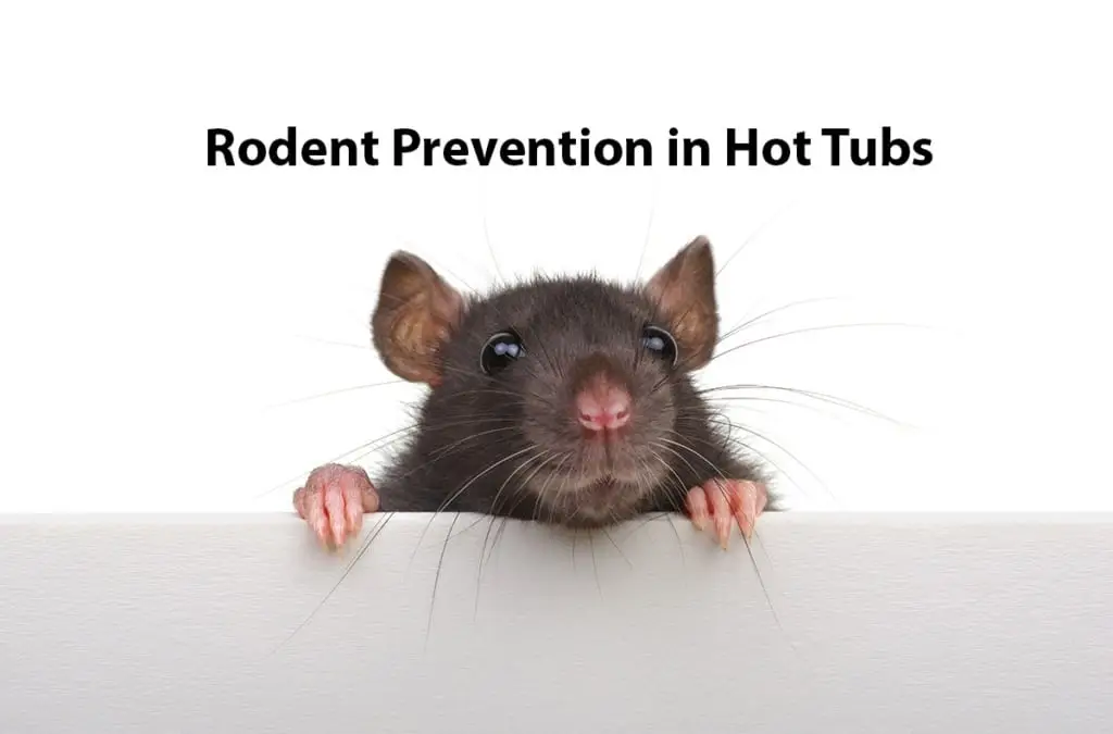 Rodent prevention in hot tubs image with a rodent peaking over an edge.